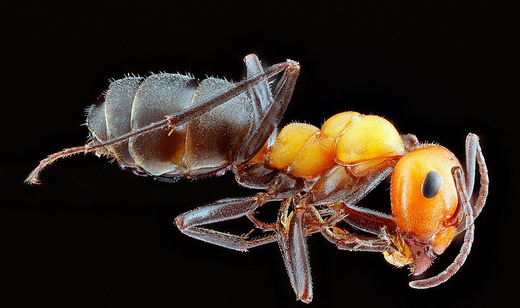 Ant Control service in Tulsa, OK