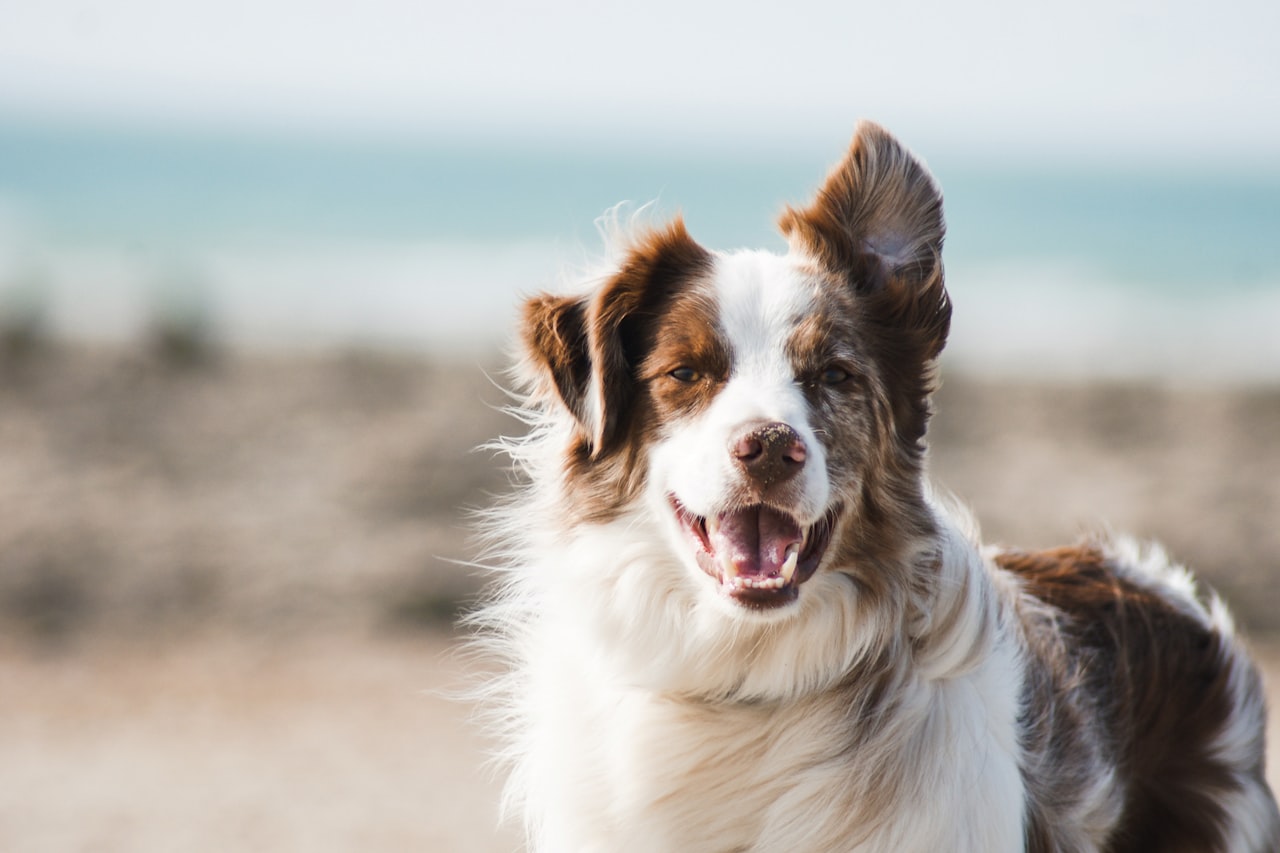 Flea & Tick Control service in Tulsa, OK