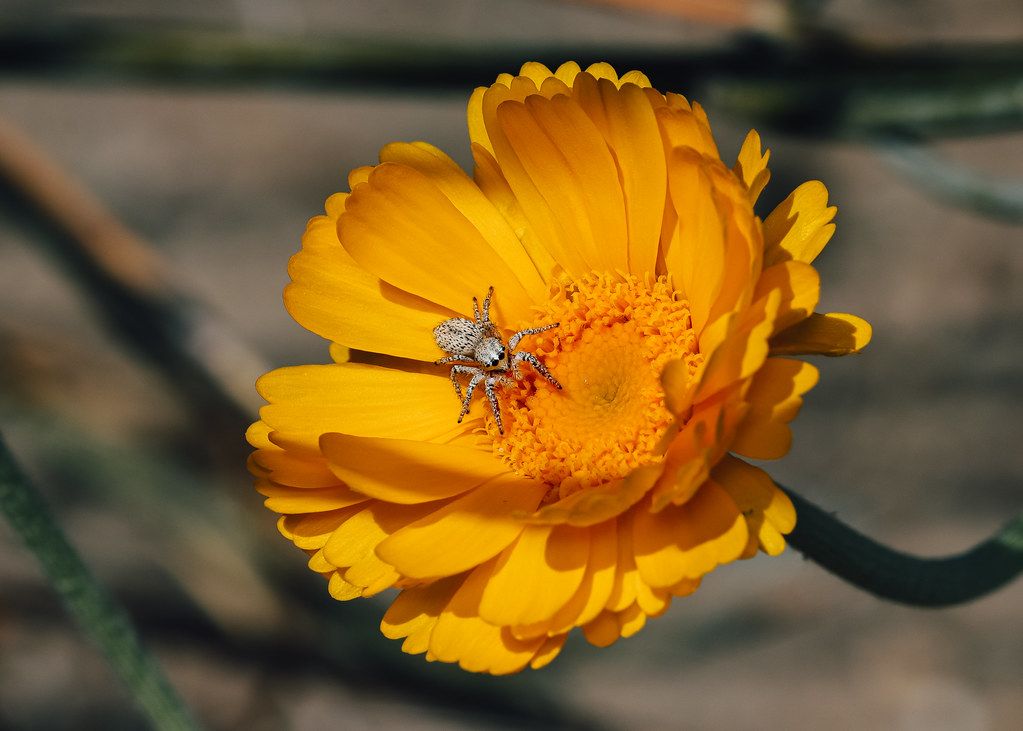 Spider Control service in Tulsa, OK